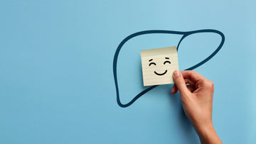 Leber – Die körpereigene Chemiefabrik | Funktionen, Ernährung & Nährstoffe